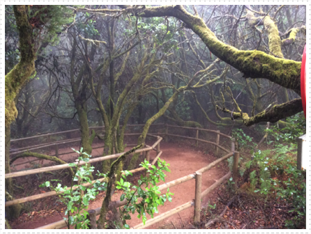 A hike thru the national park on La Gomera A hike thru the national park on La Gomera